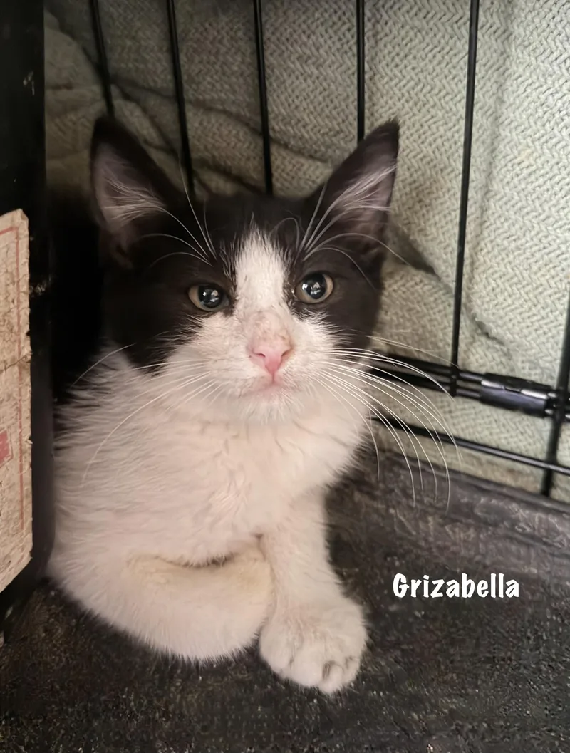 Grizabella