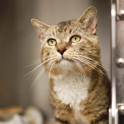 An adult small-sized male Brown / Chocolate Domestic Short Hair cat named Watson for adoption in Atlanta, GA