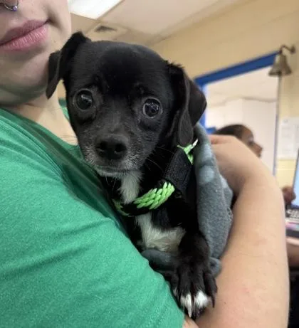 An adult small-sized male Chihuahua dog named Star for adoption in Philadelphia, PA