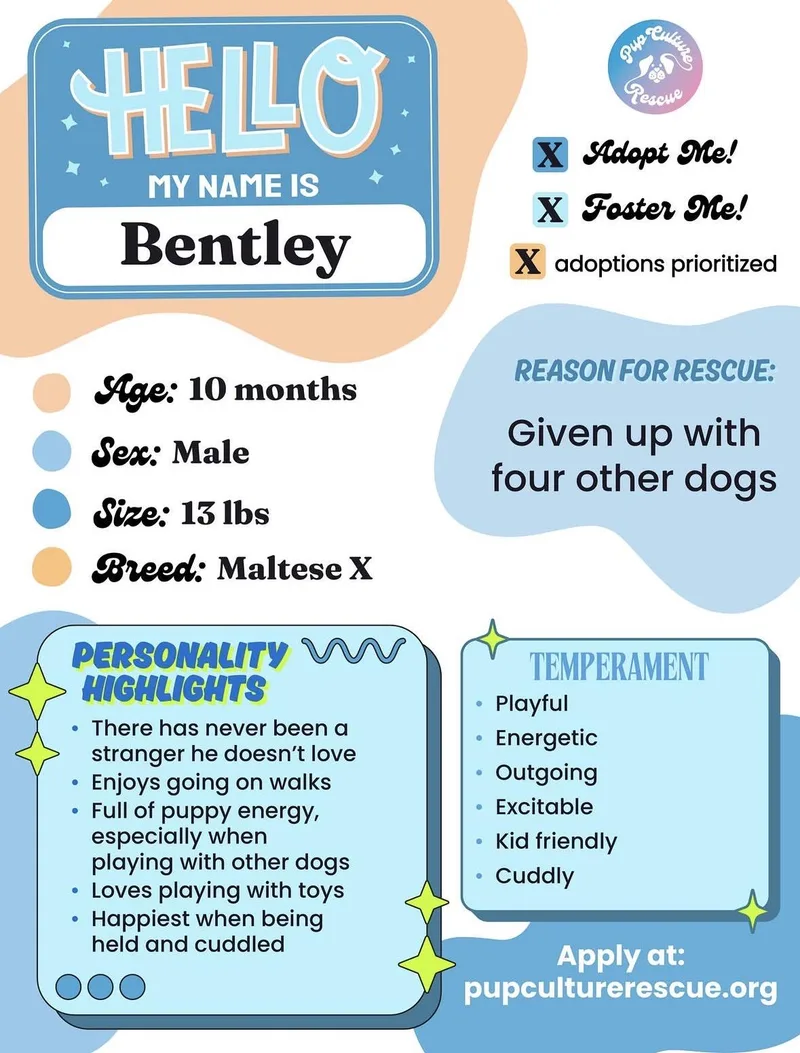 A young small-sized male Maltese dog named Bentley for adoption in Pasadena, CA