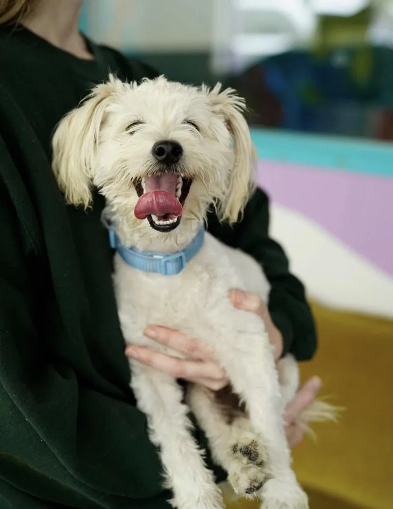 Bentley thumbnail 3