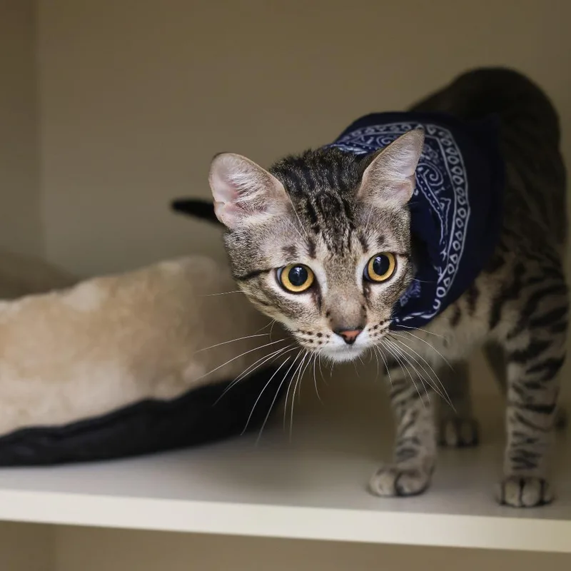 Linguine thumbnail 2