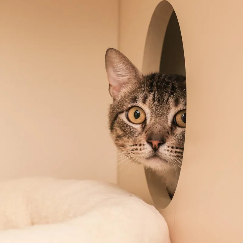 Linguine thumbnail 3