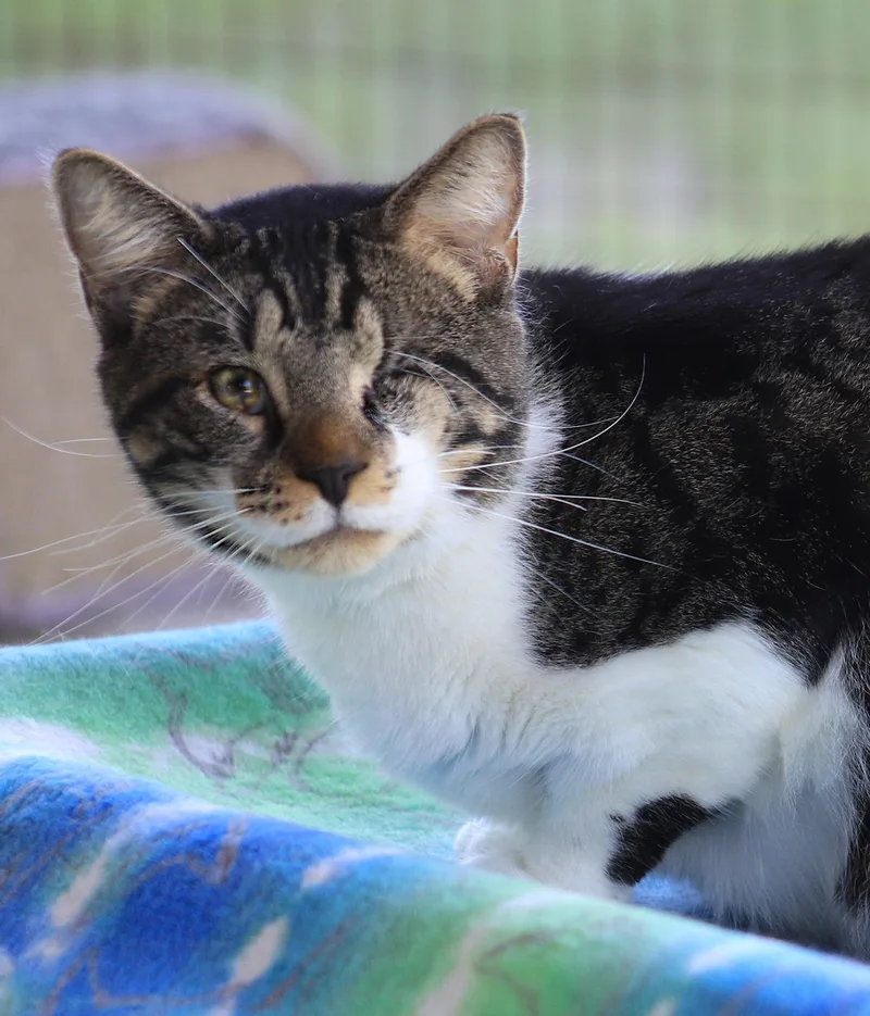 A senior medium-sized male Domestic Short Hair cat named Stu for adoption in North Fort Myers, FL