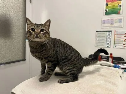 An adult large-sized male Brown / Chocolate Domestic Short Hair cat named Patron for adoption in Kansas City, MO