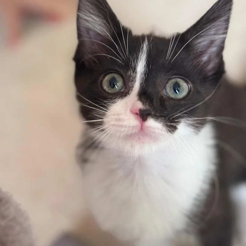 A baby small-sized female Black Domestic Short Hair cat named Valentina for adoption in Chattanooga, TN