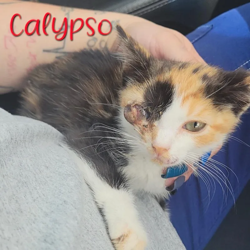 A baby small-sized female Calico Domestic Short Hair cat named Calypso for adoption in Parkersburg, WV