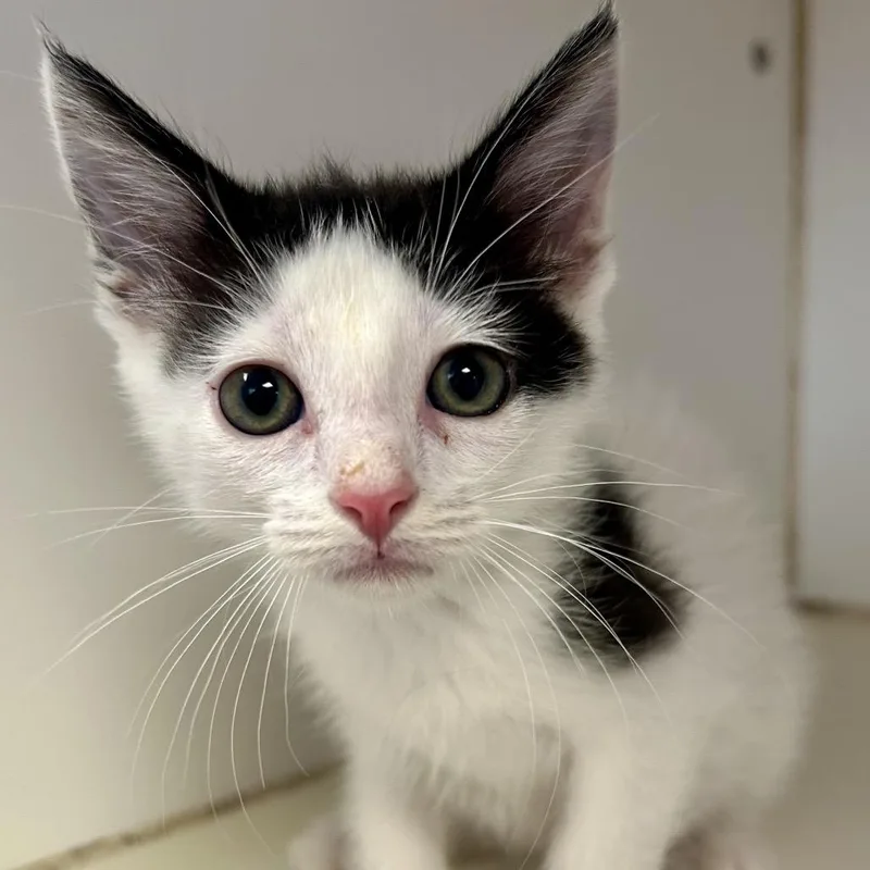 A baby small-sized male White Domestic Short Hair cat named Milkshake for adoption in St Joseph, MO