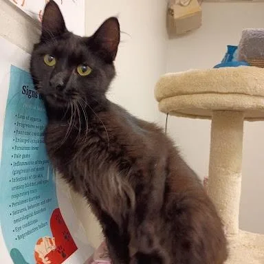 A young medium-sized male Domestic Medium Hair cat named Clyde for adoption in Danbury, CT
