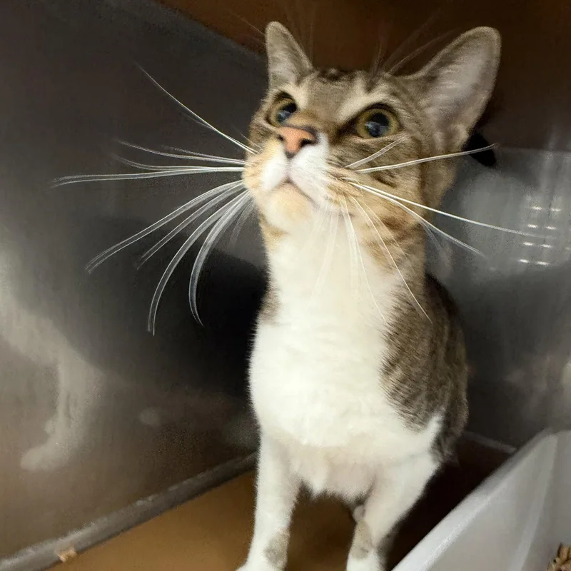 A young small-sized male Brown / Chocolate Domestic Short Hair cat named Irving for adoption in Oakland, CA