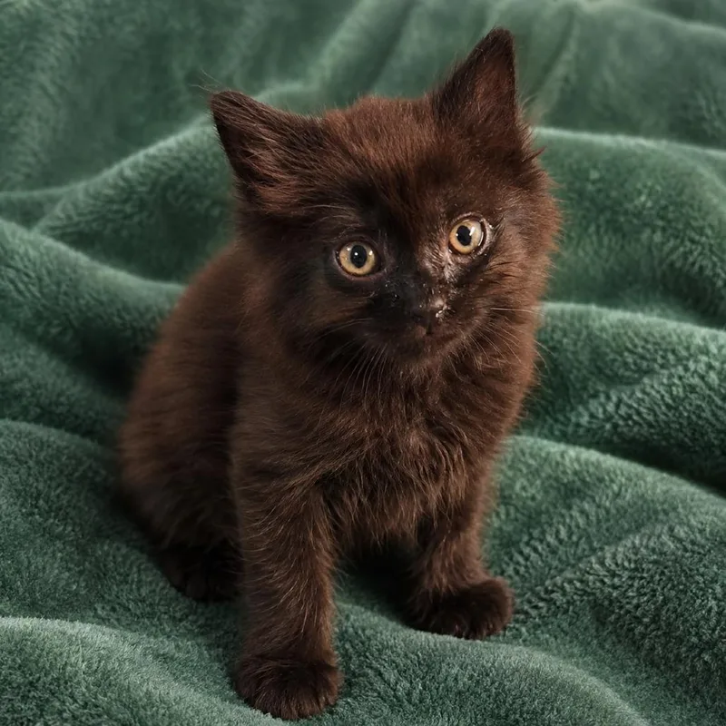 A baby small-sized female Black Domestic Long Hair cat named Eclipse for adoption in Brighton, MO