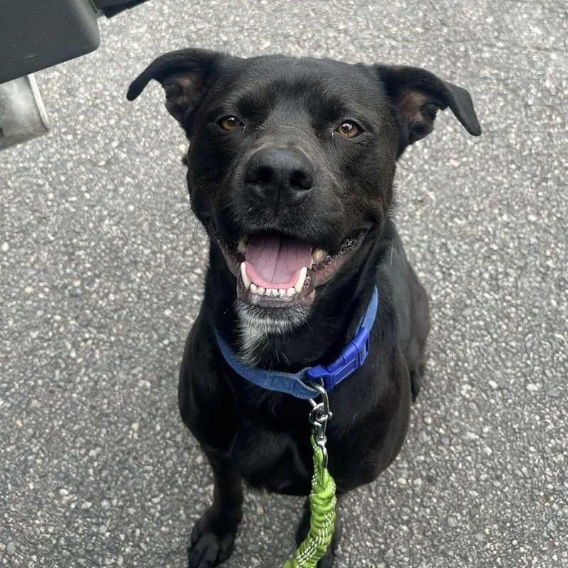An adult medium-sized male Black Pit Bull Terrier dog named Fenrir for adoption in Cabot, AR