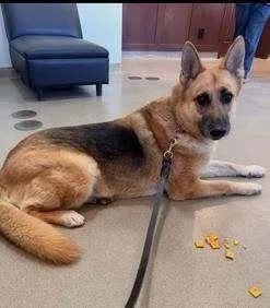 A senior large-sized male German Shepherd Dog dog named Strudel for adoption in Long Island City, NY