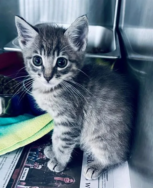 Pepper