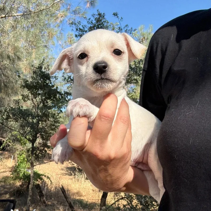 A baby small-sized female Chihuahua dog named Birdie for adoption in Chico, CA