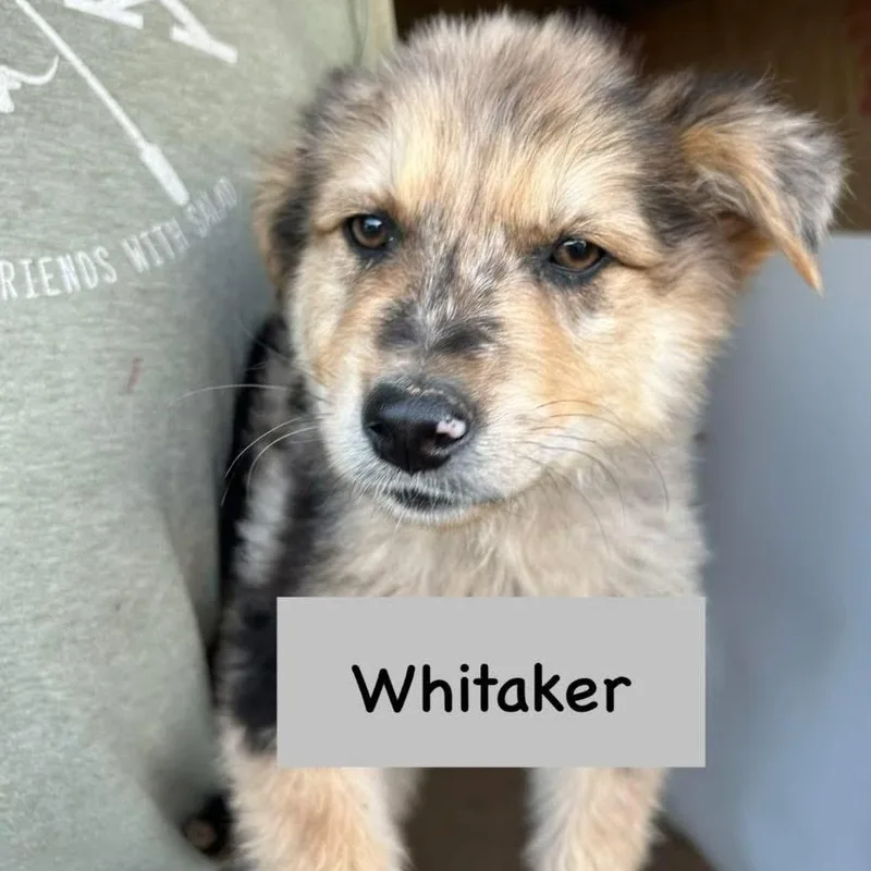 Whitaker thumbnail 2