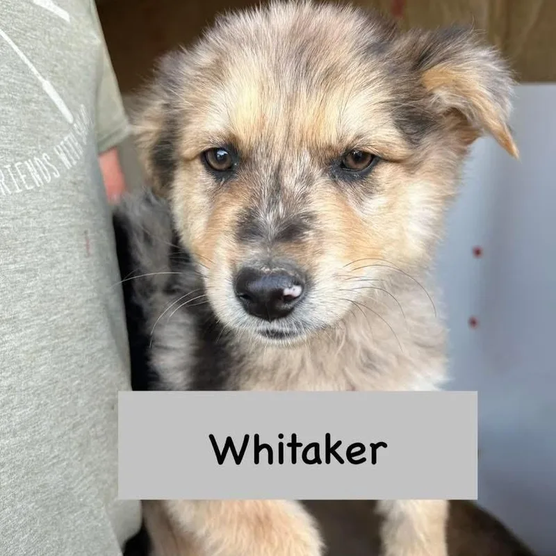 Whitaker thumbnail 5