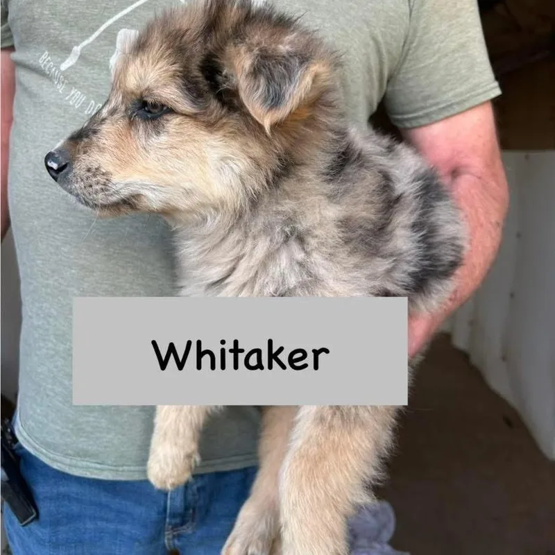 Whitaker thumbnail 6