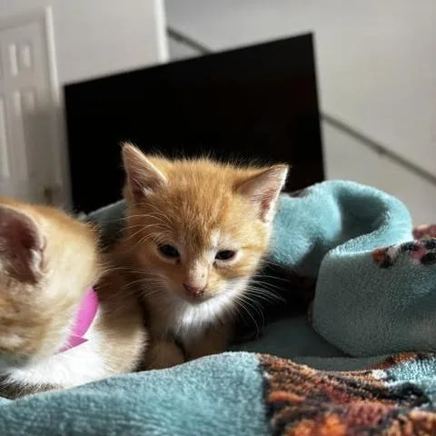 A baby small-sized female Orange / Red Domestic Short Hair cat named Gabrielle for adoption in Auburn, AL