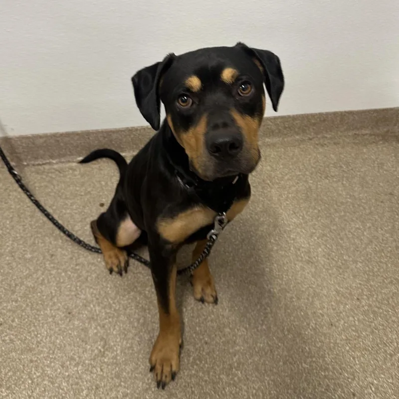 An adult medium-sized male Black Rottweiler dog named Drako for adoption in League City, TX