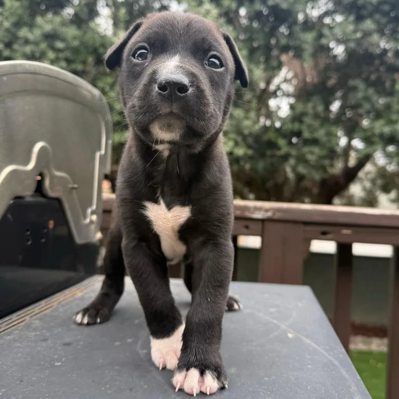 A baby small-sized male Black Pit Bull Terrier dog named Wemby for adoption in Los Angeles, CA