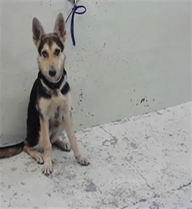A young medium-sized female German Shepherd Dog dog named Papaya for adoption in Houston, TX