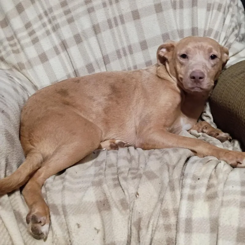 A young medium-sized female Red / Chestnut / Orange Vizsla dog named Marcy for adoption in Lima, OH