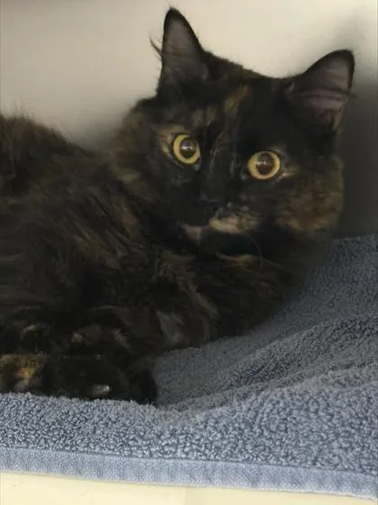 An adult small-sized female Domestic Medium Hair cat named Patchouli for adoption in Madison, NJ