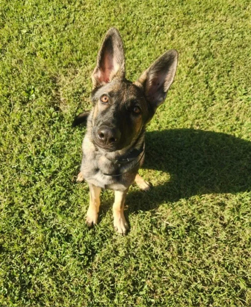 A young medium-sized female German Shepherd Dog dog named Kira for adoption in Centreville, VA