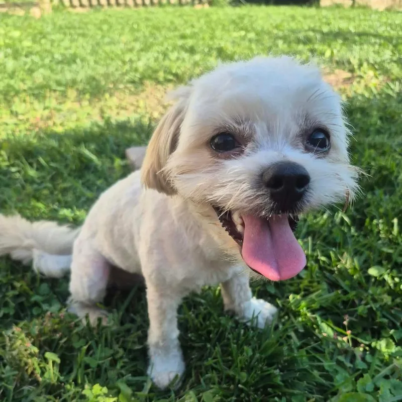 A young small-sized male Shih Tzu dog named Charlie for adoption in Tomah, WI