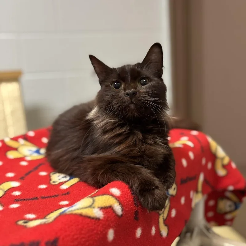 A young medium-sized female Black Domestic Medium Hair cat named Goldeen for adoption in Fargo, ND