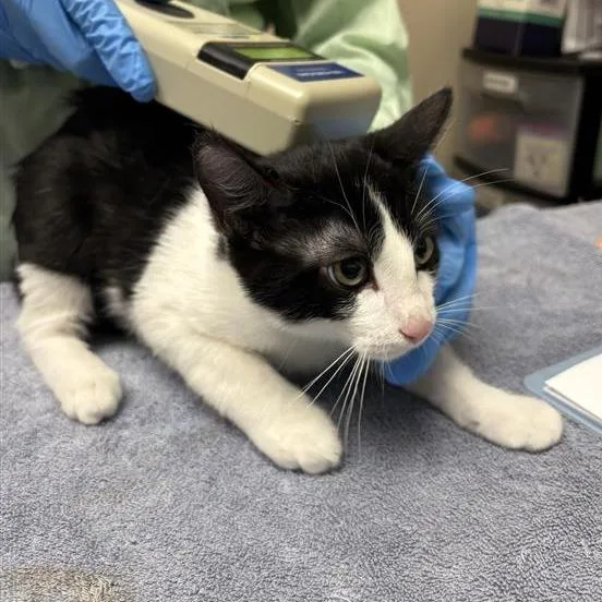 A baby small-sized male Domestic Short Hair cat named Austin for adoption in Tempe, AZ