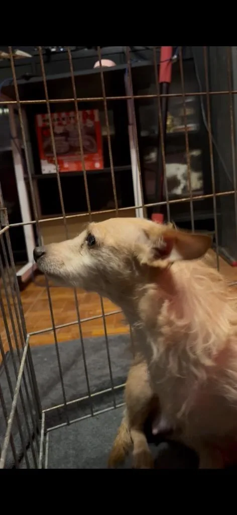 An adult small-sized female Chihuahua dog named Elyse for adoption in Reno, NV