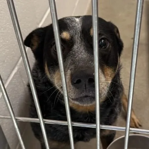 An adult medium-sized female Gray / Blue / Silver Australian Cattle Dog / Blue Heeler dog named SSAWStray for adoption in Sand Springs, OK