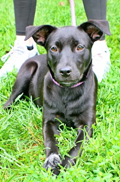 A baby large-sized female Labrador Retriever dog named Dot for adoption in Morton Grove, IL