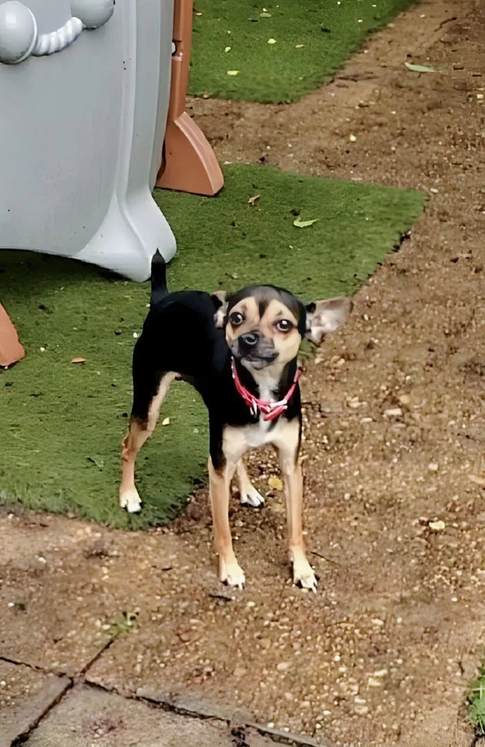 An adult small-sized male Miniature Pinscher dog named Aj for adoption in Hampton, VA