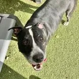 A senior large-sized male Black Pit Bull Terrier dog named Ty for adoption in Hilliard, OH