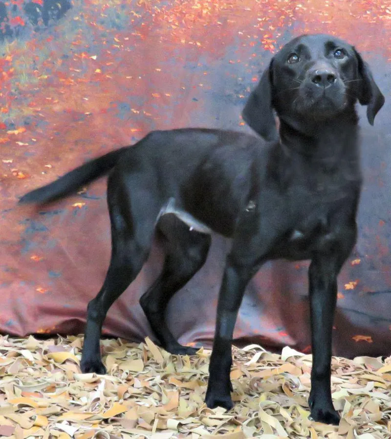 A young medium-sized female Labrador Retriever dog named Ember for adoption in Lexington, VA