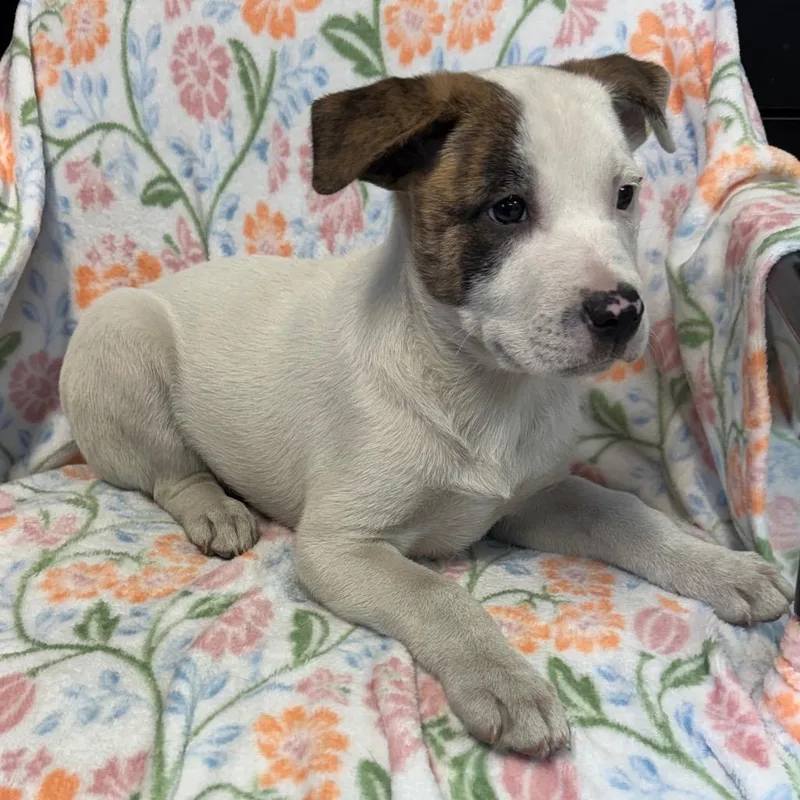 A baby small-sized male White / Cream Mixed Breed dog named Scout for adoption in Kittanning, PA