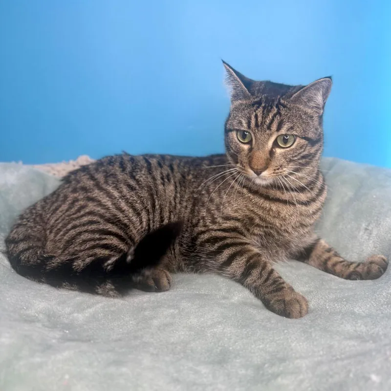 An adult large-sized male Brown / Chocolate Domestic Short Hair cat named Fava Bean for adoption in San Antonio, TX