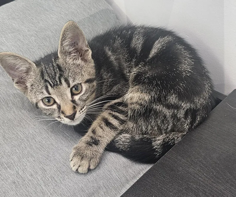A baby medium-sized male Domestic Short Hair cat named Asparagus .. for adoption in Apopka, FL