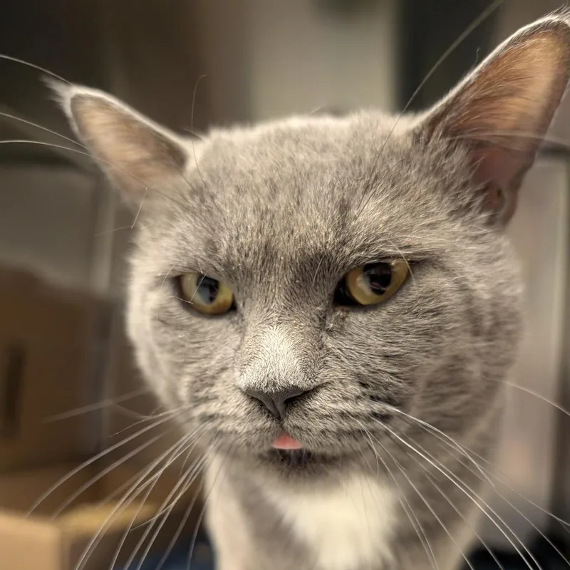 An adult medium-sized male Gray / Blue / Silver Domestic Short Hair cat named Wall E for adoption in Philadelphia, PA