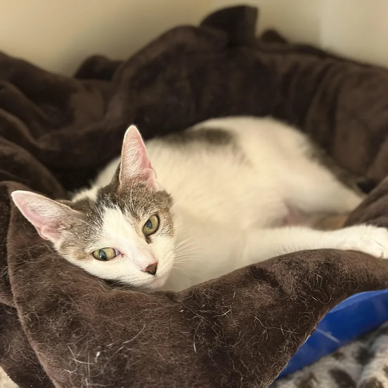 An adult medium-sized female White Domestic Short Hair cat named Maisy Mae for adoption in Victor, NY