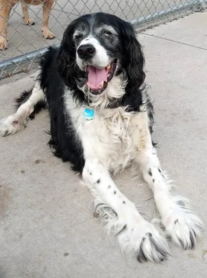 An adult medium-sized female English Springer Spaniel dog named Buddy Nelson for adoption in Waupaca, WI
