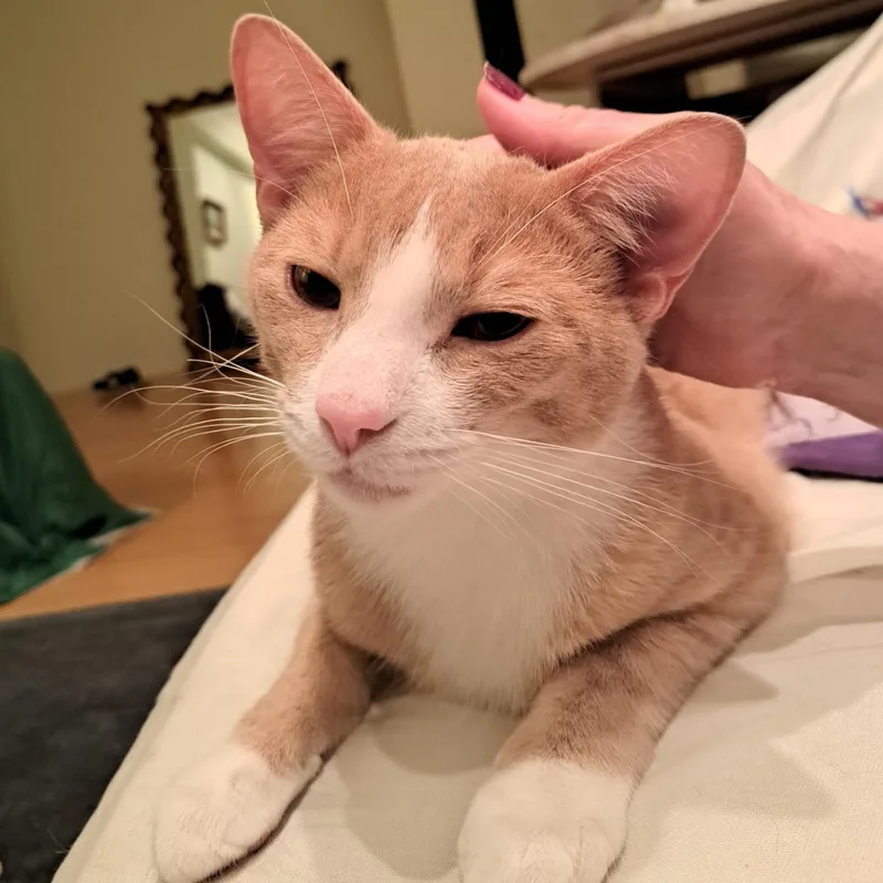 Chase The Cat thumbnail 5