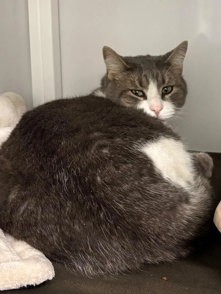 An adult medium-sized male Domestic Short Hair cat named Leonardo for adoption in Peoria, AZ