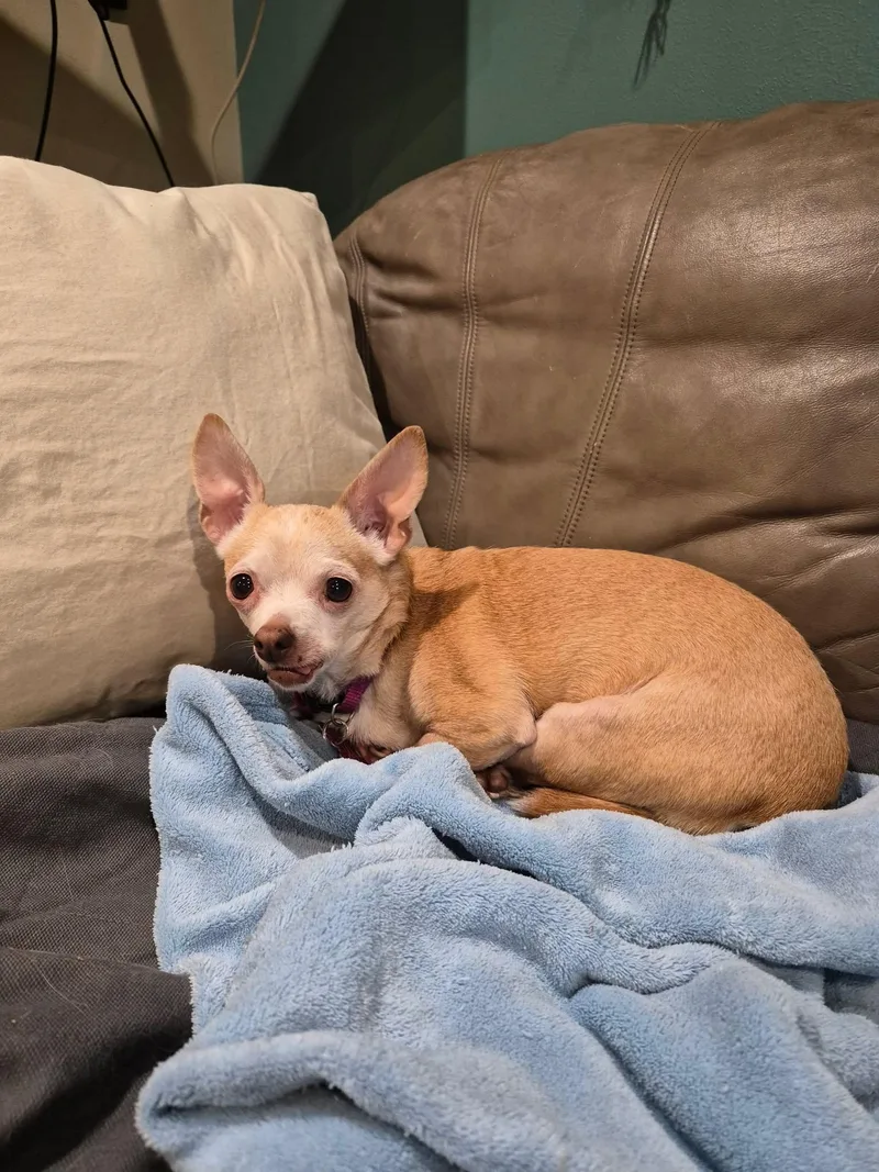 A senior small-sized female Brown / Chocolate Chihuahua dog named Fiona for adoption in Whitewater, WI
