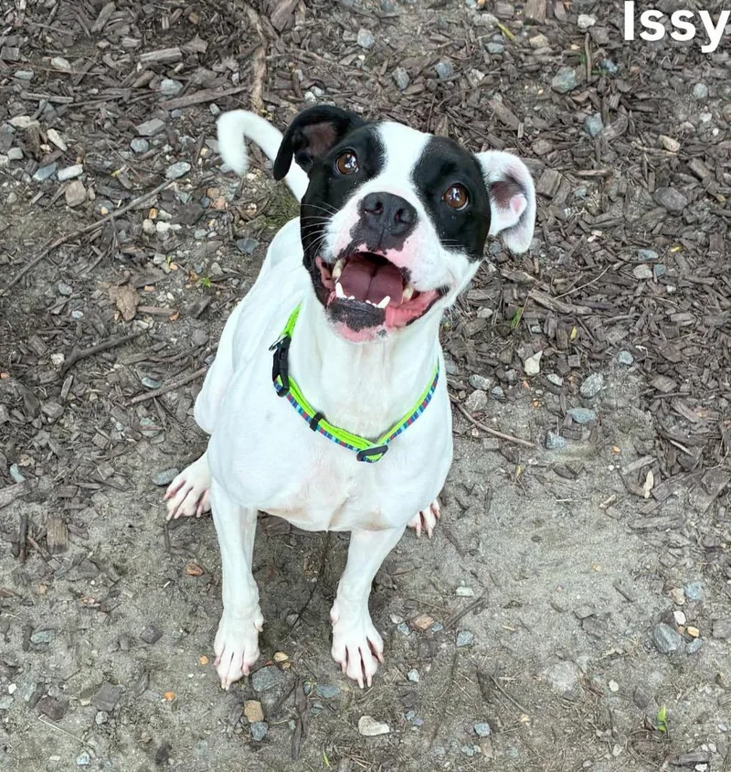 A young medium-sized female Boxer dog named Issy for adoption in Little Rock, AR