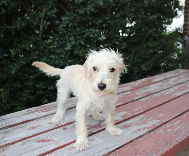 A baby small-sized female Apricot / Beige Schnauzer dog named Gia for adoption in Pflugerville, TX