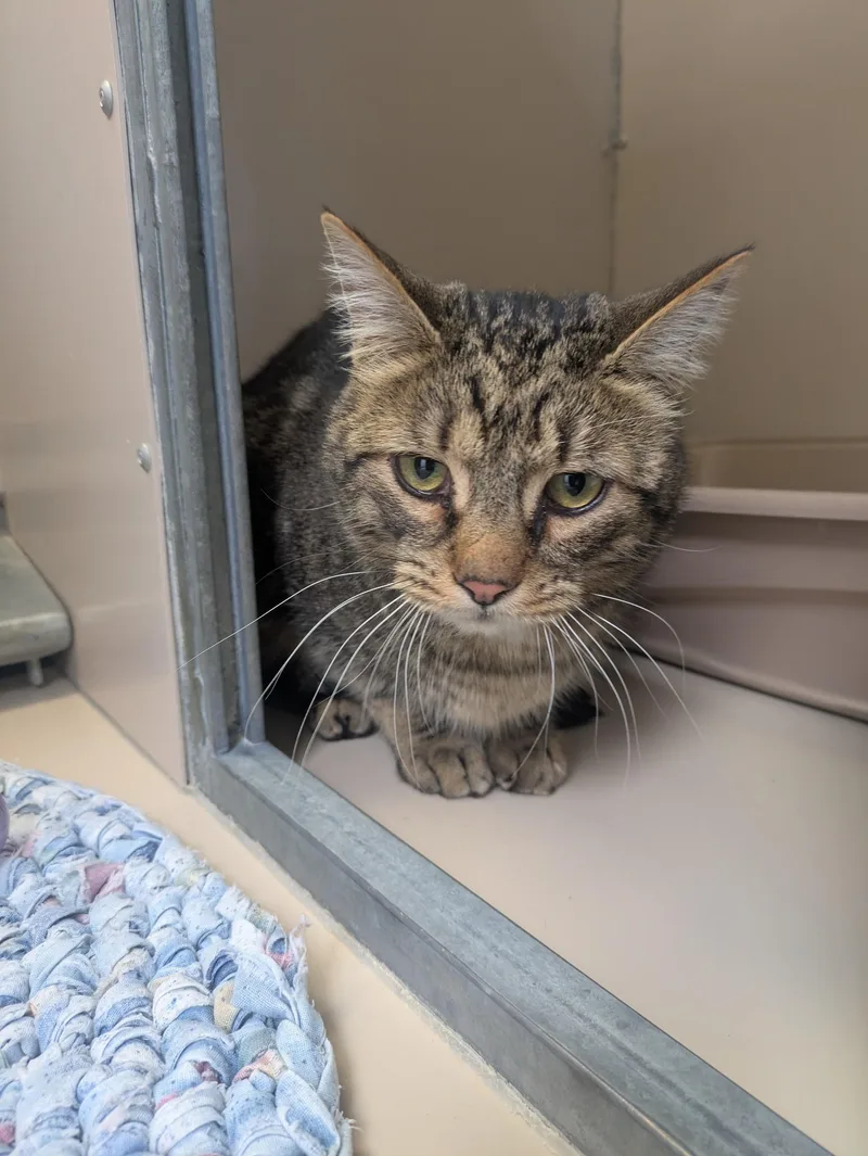 An adult medium-sized male Domestic Short Hair cat named 61005226 for adoption in Elko, NV
